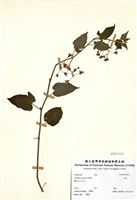 藏品(白英)的圖片